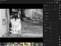 Chat-polonceau-adobe-LR.png