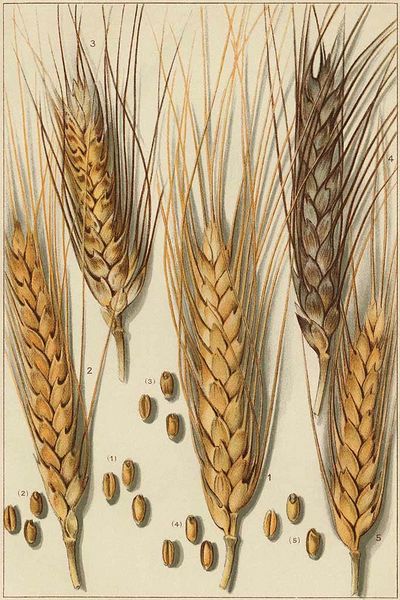 Wheat-republican-2022-199.jpeg
